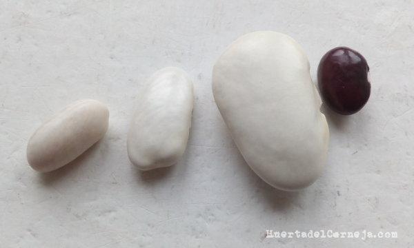 Judías de riñón, planchada, judión y morada redonda