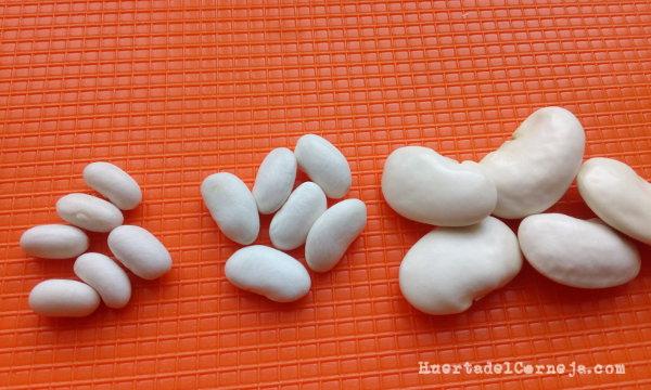 Judías de riñón, planchadas y judiones