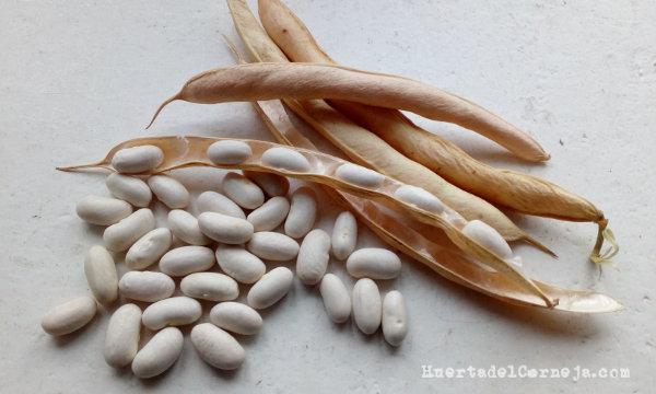 Judías blancas de riñón, vainas y granos