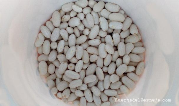 Judías blancas cosechadas