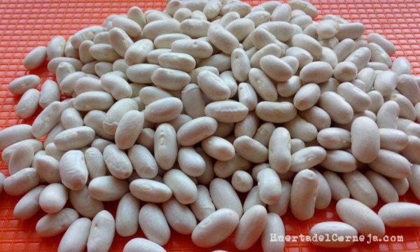 Judias blancas de vildorado