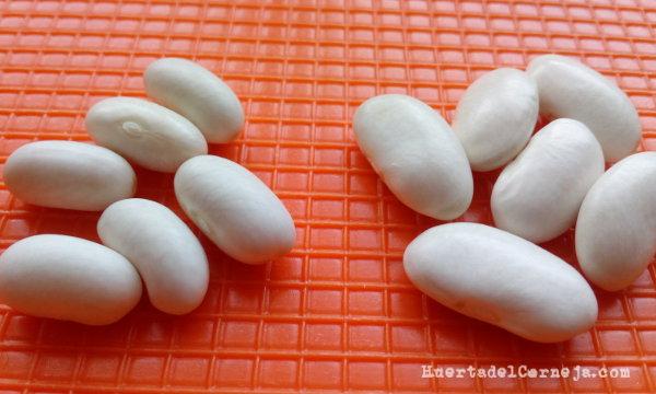 Alubias de riñón y planchadas