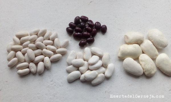 Algunas de nuestras judías