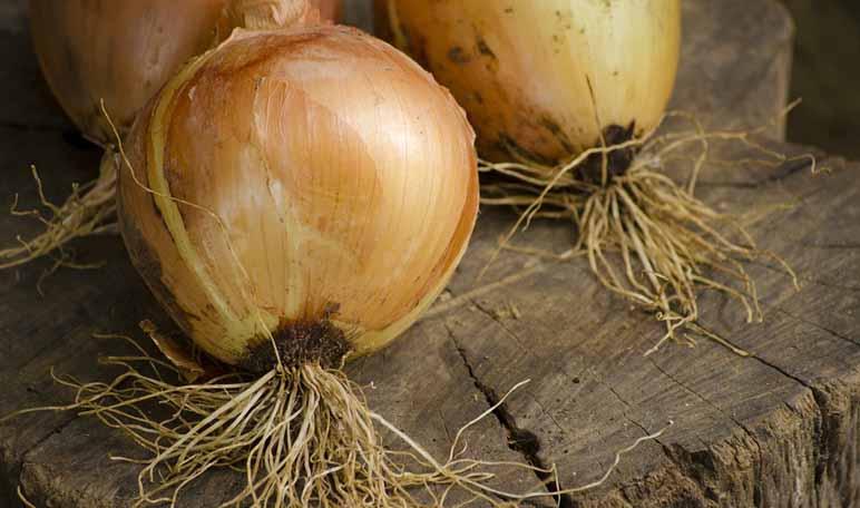 Cómo combatir la cistitis con cebolla - Trucos de salud caseros