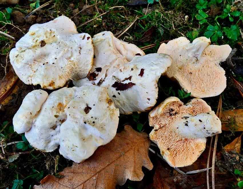 lengua de vaca - gamuza- lenguas de vaca- lengua de gato - seta comestible - hydnum - la casa de las setas