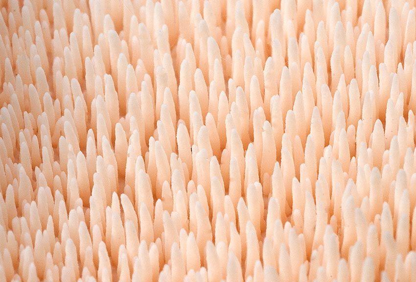 detalle-himenio-hydnum—la-casa-de-las-setas