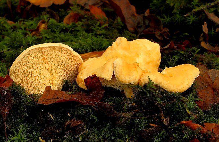 08-hydnum-repandum—la-casa-de-las-setas