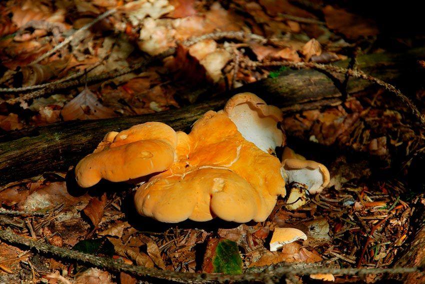 07-hydnum-rufescens—la-casa-de-las-setas