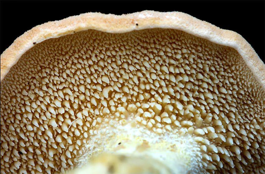 07-hydnum-repandum—la-casa-de-las-setas