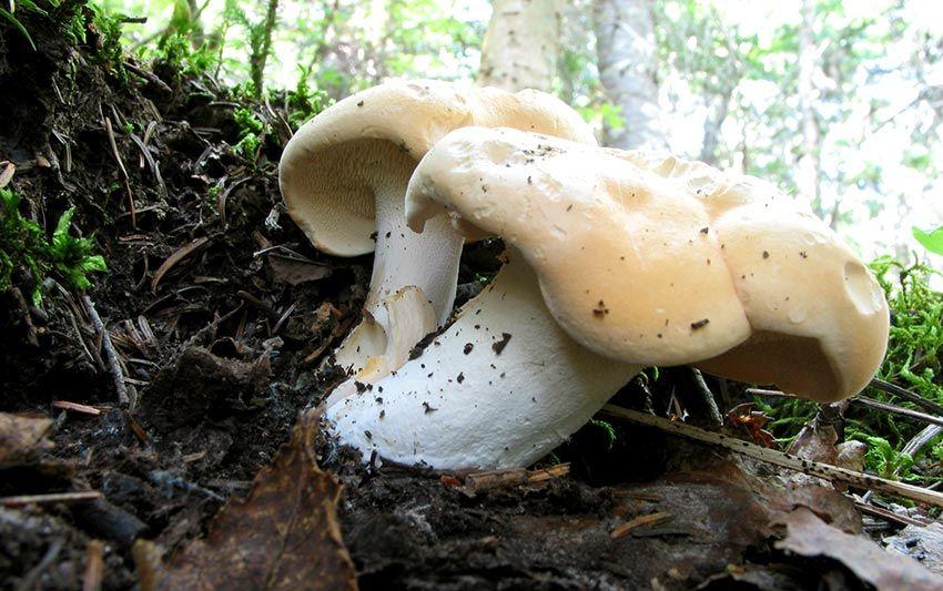 06-hydnum-repandum—la-casa-de-las-setas