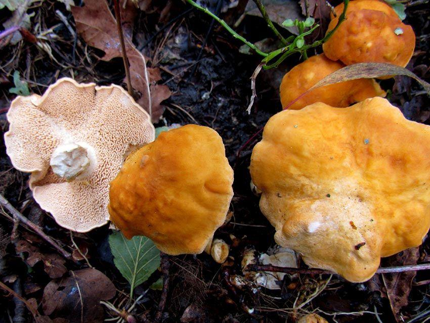 05-hydnum-rufescens—la-casa-de-las-setas