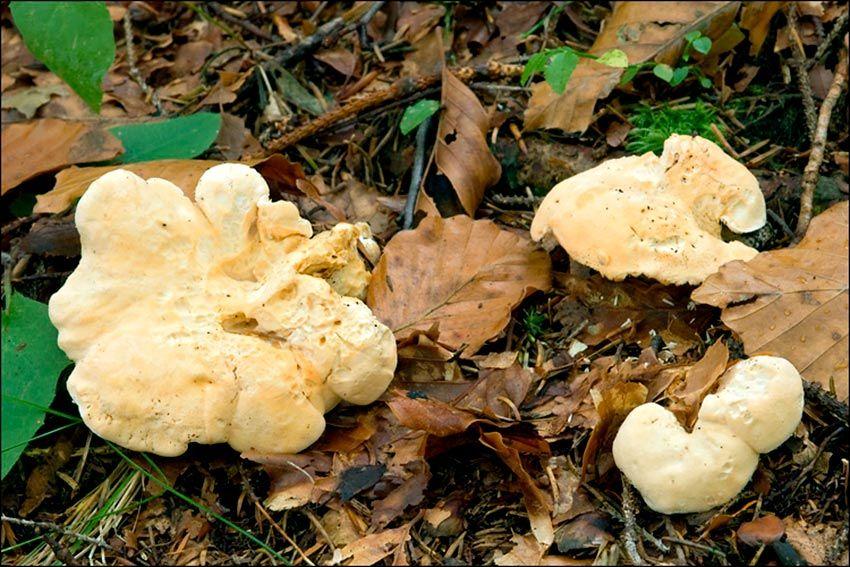 05-hydnum-repandum—la-casa-de-las-setas