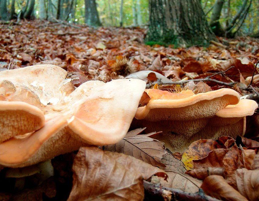 04-hydnum-repandum—la-casa-de-las-setas