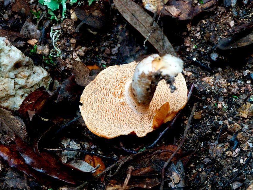 03-hydnum-rufescens—la-casa-de-las-setas
