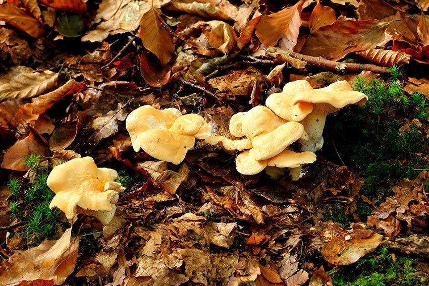 03-hydnum-repandum—la-casa-de-las-setas