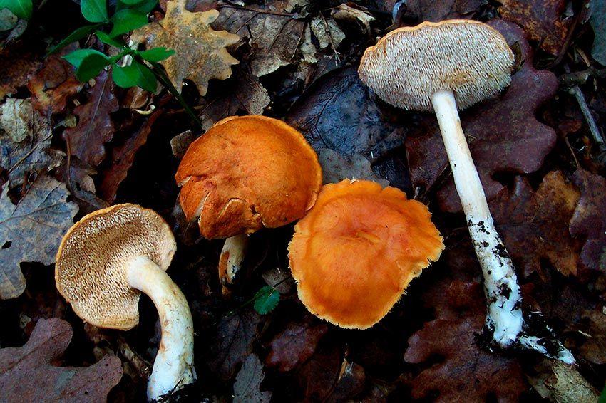 02-hydnum-rufescens—la-casa-de-las-setas