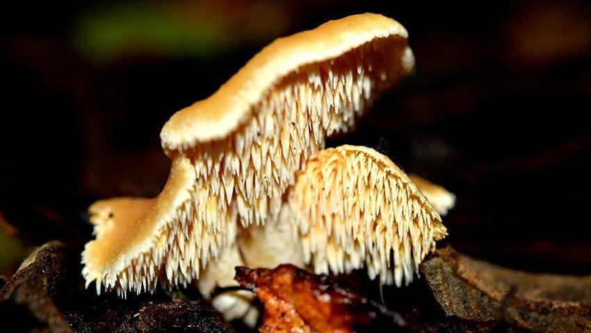 02-hydnum-repandum—la-casa-de-las-setas