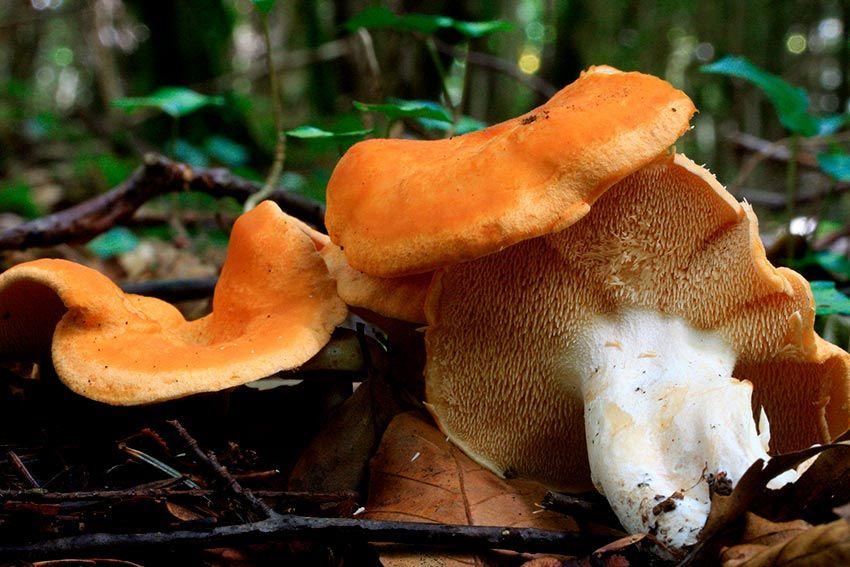 01-hydnum-rufescens—la-casa-de-las-setas