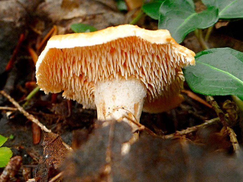 01-hydnum-repandum—la-casa-de-las-setas