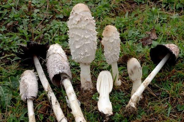 Coprinus comatus. Una de las setas comestibles más interesantes.