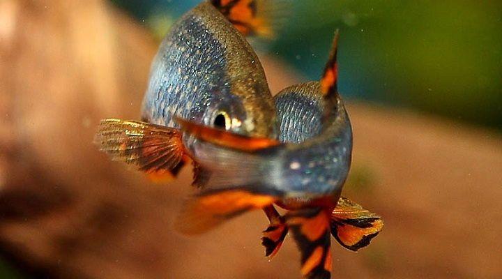 danio margaritatus en el acuario, rasbora galaxy