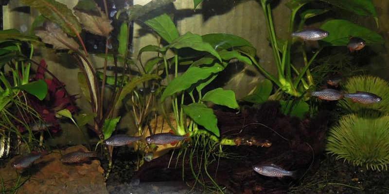 cardumen de rasbora galaxy, danio margaritatus