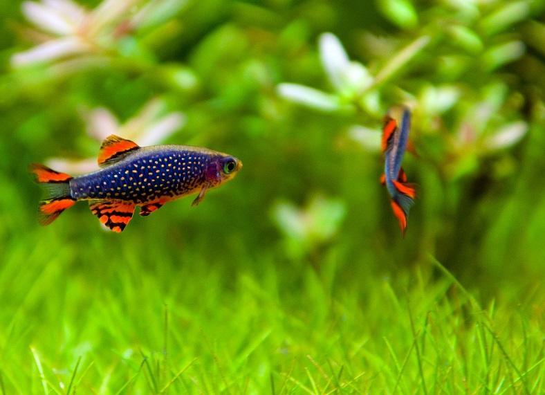 rasbora galaxy, danio margaritatus, danio perla celestial