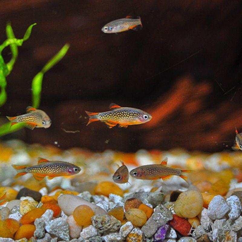 Danio Perla Celestial, rasbora galaxy