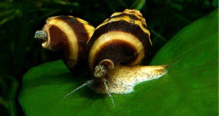 caracol helena, caracol asesino