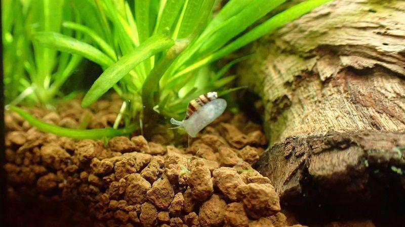 caracol helena dentro del acuario