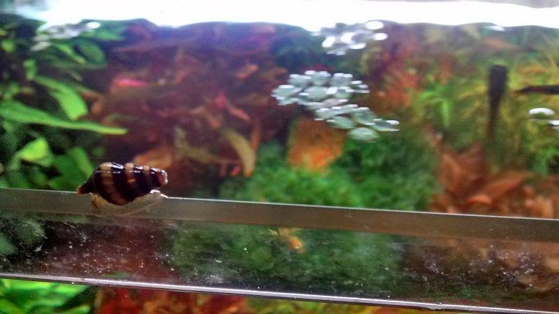 caracol helena en el borde del acuario