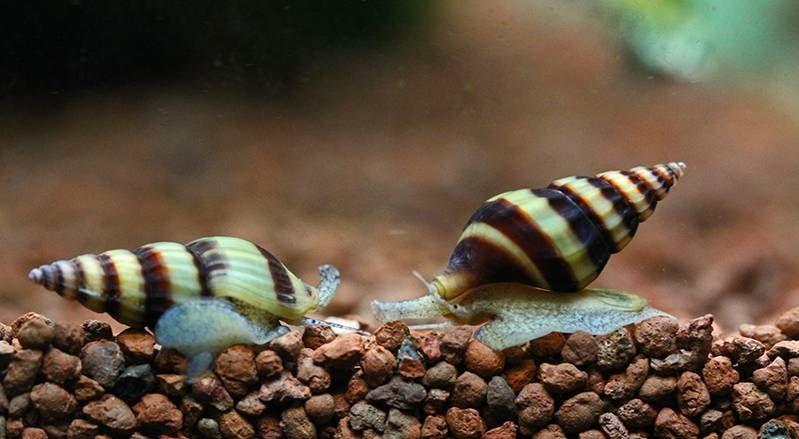 anentome helena, caracol helena, caracol asesino