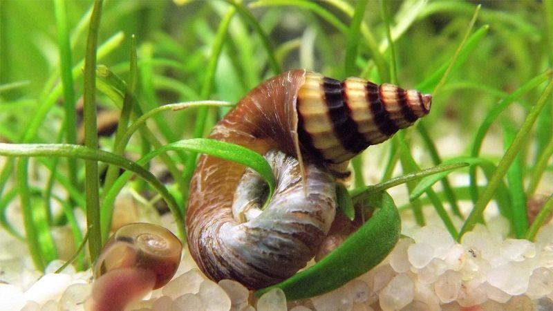 caracol helena, anentome helena