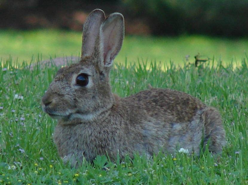 conejo sentado