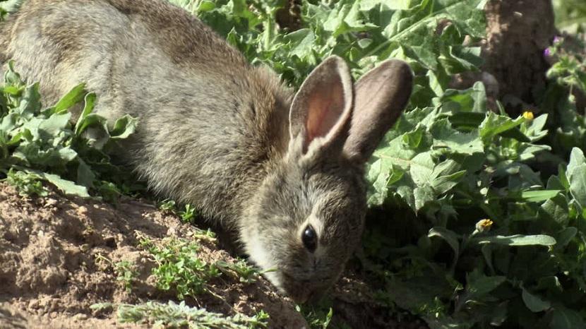 conejo buscando comida