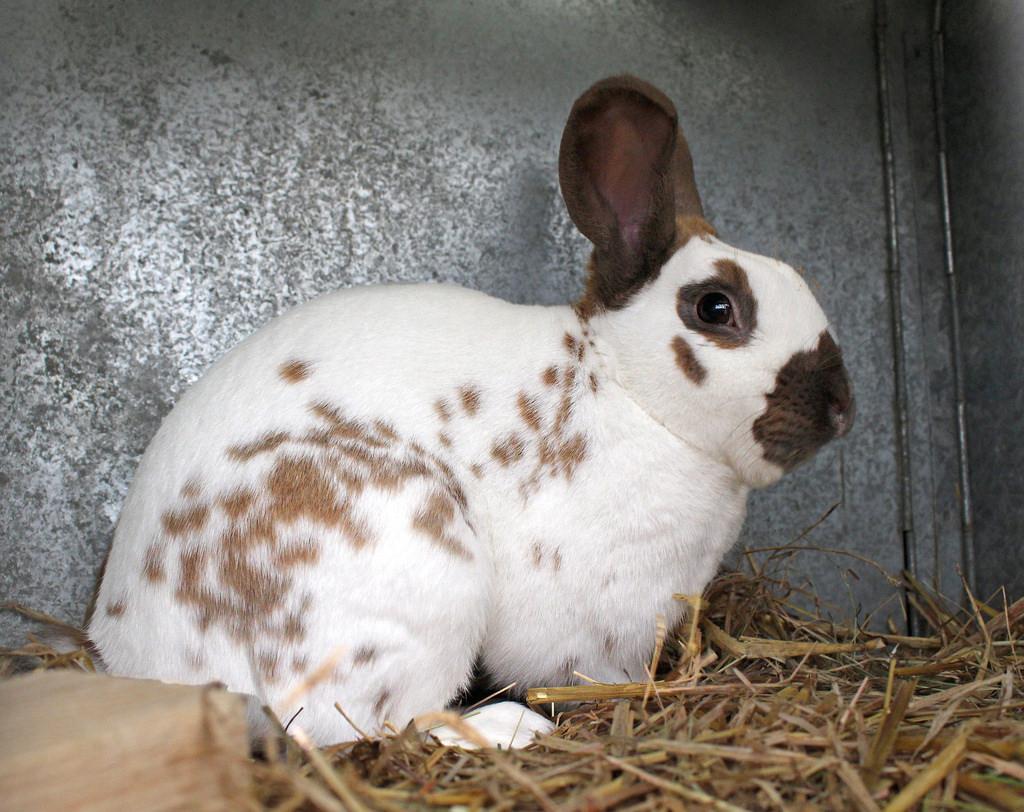 El conejo inglés adulto es un animal relativamente pequeño