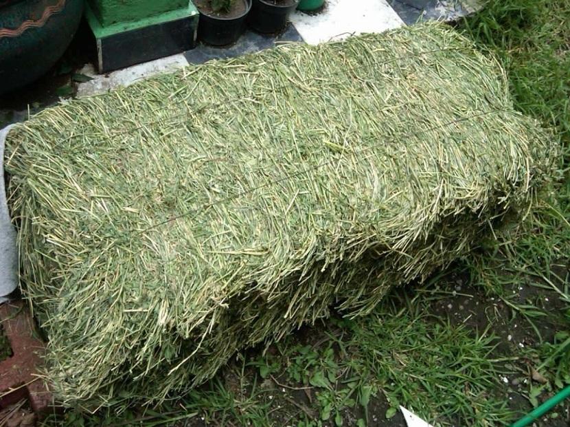 heno de alfalfa