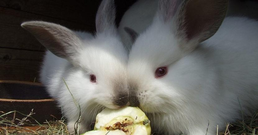comida de conejos