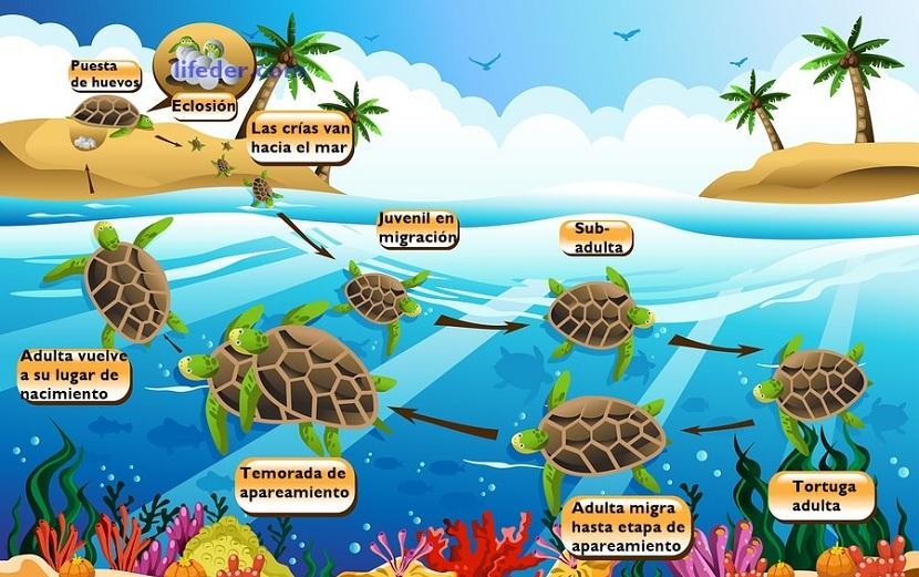 ciclo de vida tortuga