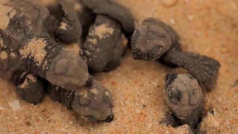 crias de tortuga marina