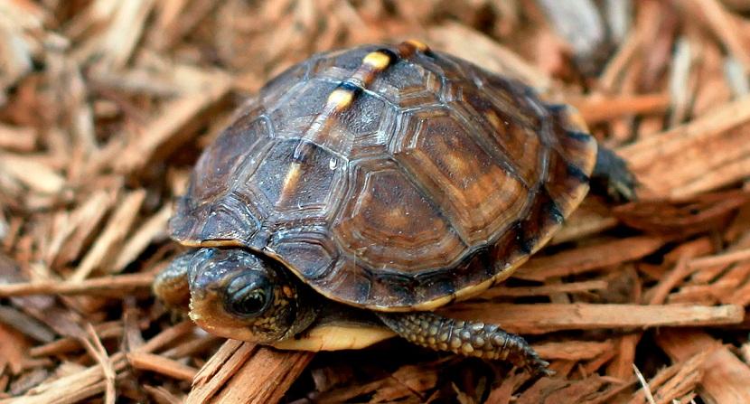 tortuga terrestre pequeña