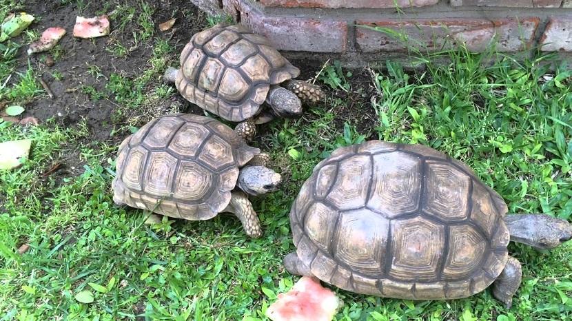 vida de las tortugas terrestres