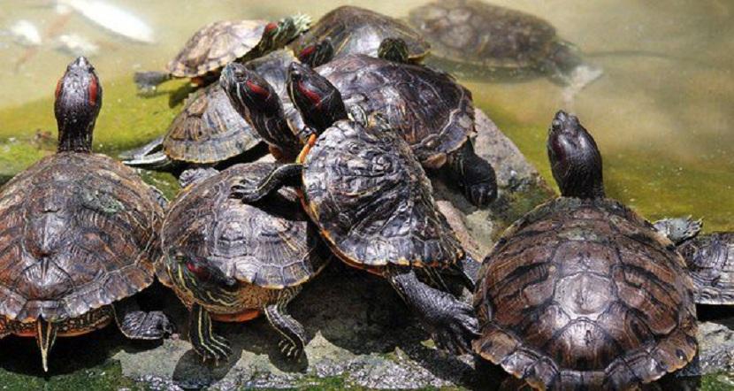 cómo saber si una tortuga es macho o hembra
