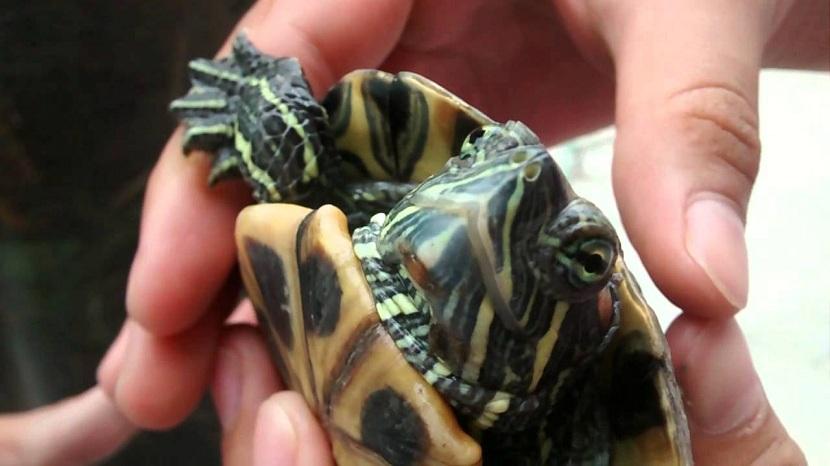 plastron de la tortuga