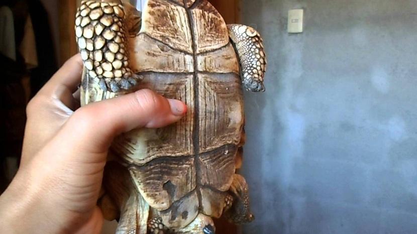 observando el sexo de las tortugas