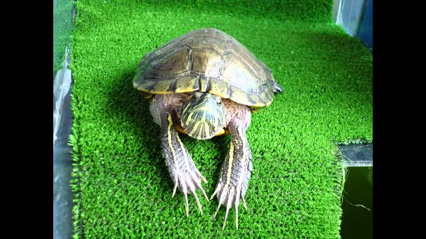 sexo de las tortugas