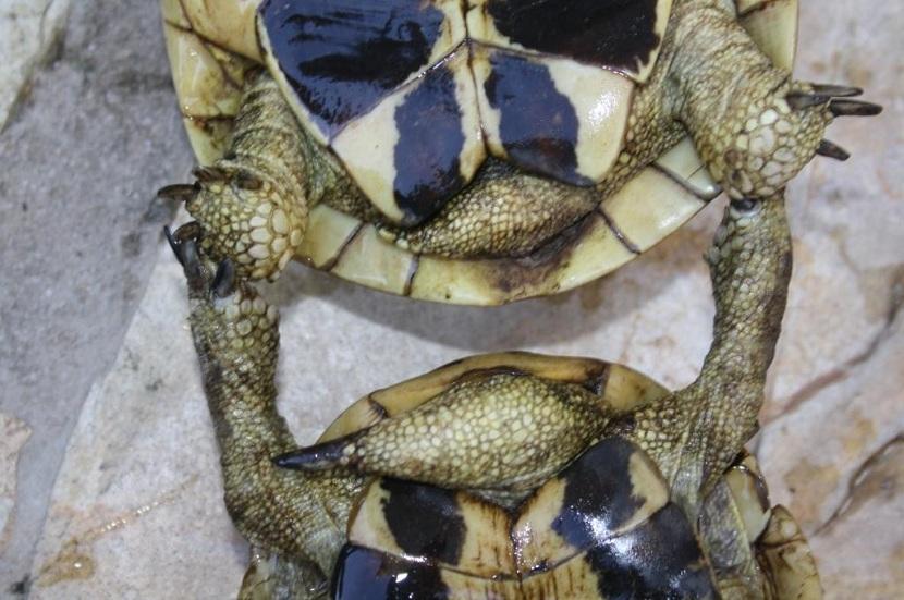 conducto cloaca tortuga