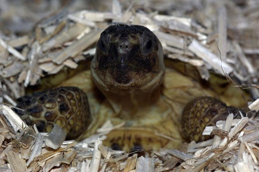 hibernacion natural de la tortuga