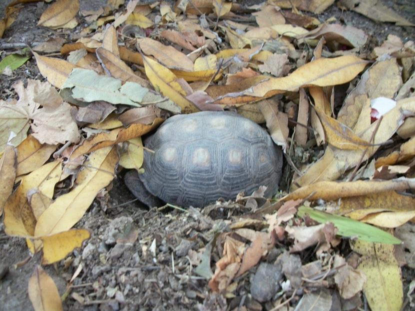 Hibernación Y Tortugas Mascotas 5302