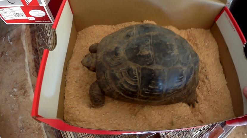 tortuga preparada para hibernar